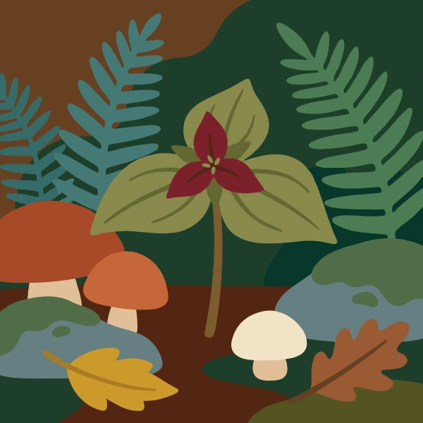 Single deep red three-petaled trillium flower with broad green leaves surrounded by ferns, two brown mushrooms, a white mushroom, and fallen autumn leaves