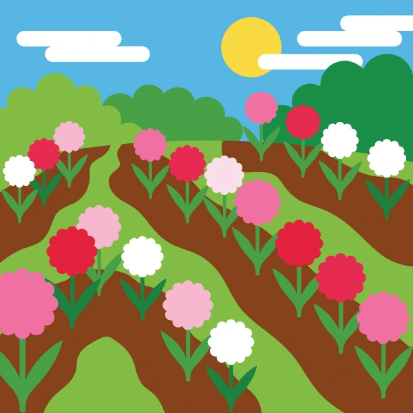 Rows of pink deep rose and white rounded carnation flowers growing in dark brown garden soil under a bright yellow sun and blue sky with green trees in the background