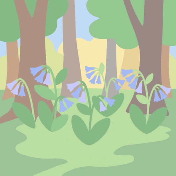 Clusters of drooping soft blue-violet bell-shaped flowers with heart-shaped green leaves on a woodland floor between tall brown tree trunks