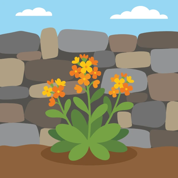 Orange and yellow wallflower clusters blooming from a green rosette plant at the base of a grey stone wall under a blue sky