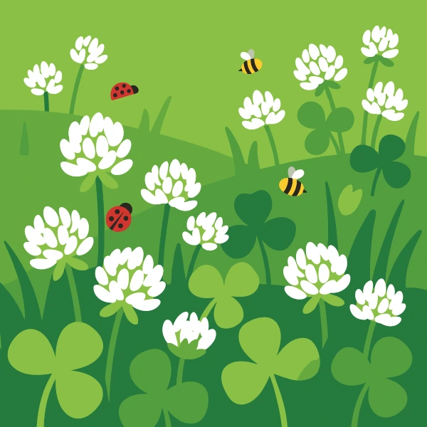White clover flowers and three-leaf clover leaves on a bright green lawn with two red ladybugs and two yellow and black bumblebees flying above