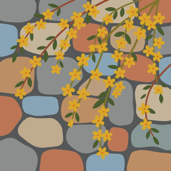 Bright yellow small jasmine flowers on long arching brown stems trailing across a multicolored dry stone wall of grey, blue, terracotta, and beige stones