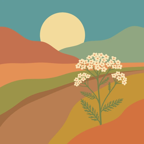 White flat-topped yarrow flower head on a green stem beside a winding brown dirt road with warm ochre and terracotta rolling hills under a teal sky