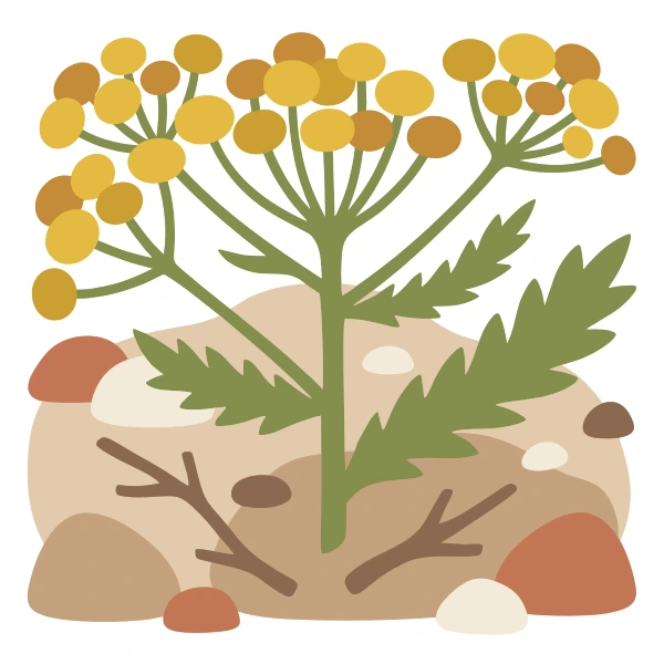 Tall yellow flat-topped tansy or yarrow fernflower with deeply cut green leaves growing from a dry sandy bed scattered with pebbles and small sticks