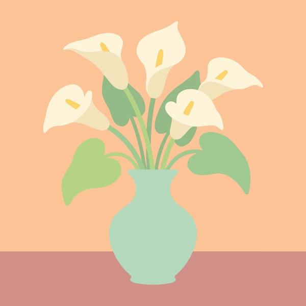 Seven white calla lily flowers with yellow spadixes fanning from a round mint-green ceramic vase on a rose-pink surface against a warm peach background