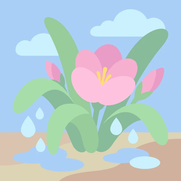 Single open pink zephyr lily flower with yellow stamens and small pink buds growing in damp garden soil with rain puddles and water droplets